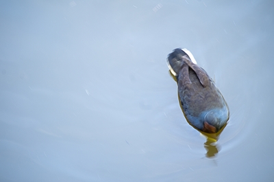 Just One Duck A single duck on a cool blue pond